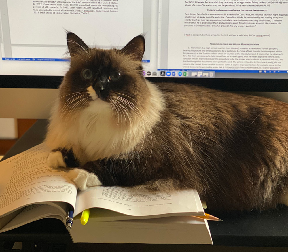 a cat sits in front of a computer, atop a large book with a highlighter