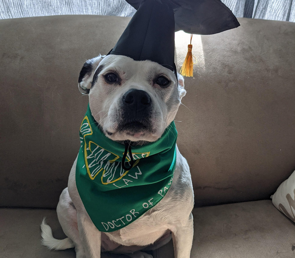 white pittie named Maggie photographed on a couch wearing a green scarf and a grad cap