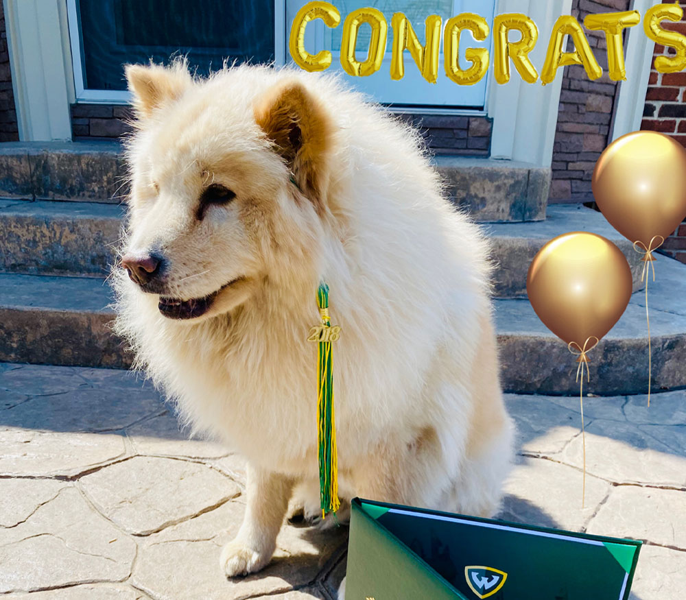 large blonde dog pictured with a diploma and balloons