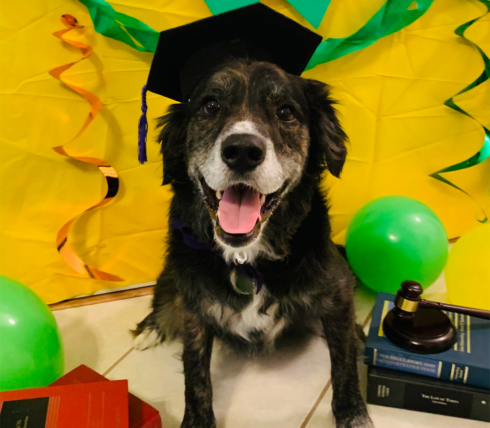dog named Ace pictured with balloons, wearing a grad cap