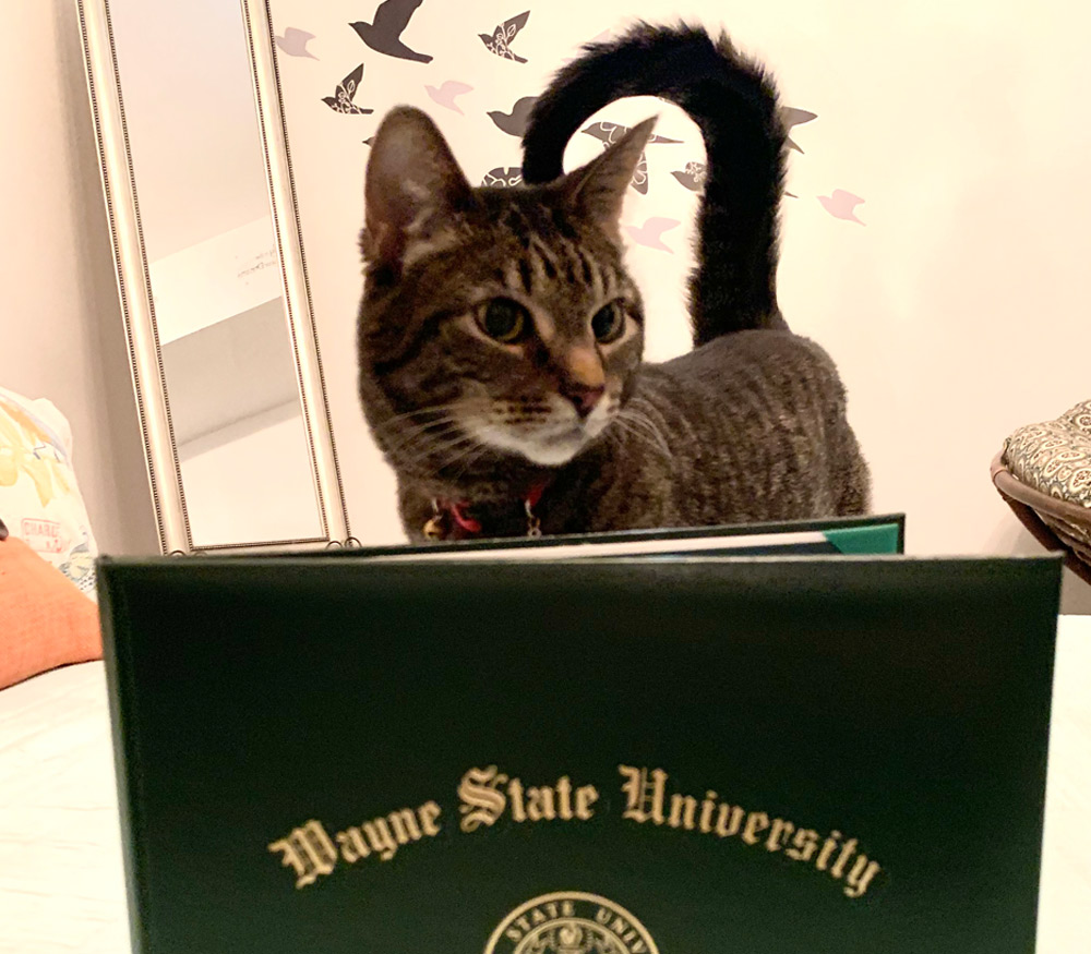 cat photographed with a Wayne State University certificate holder