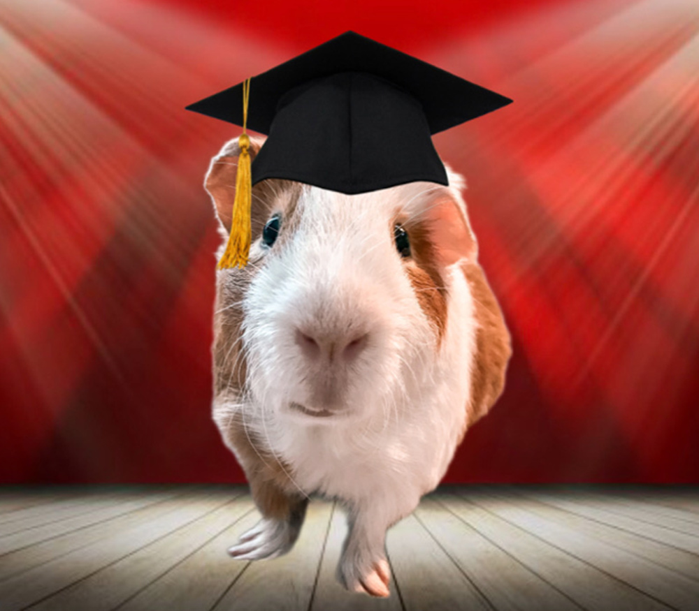 Guinea Pig Neville Lathrop-Newa photographed with a grad cap