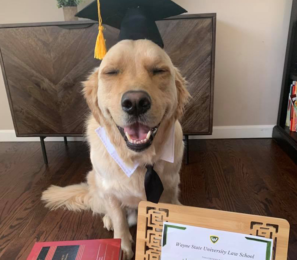 dog named Hamilton Mace photographed with a certificate wearing a collar, tie and grad cap