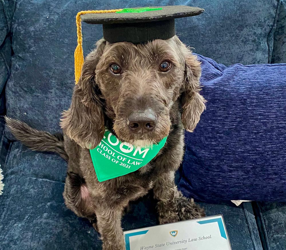 dark brown dog named Ash Ducky Moss photographed wearing a green scarf and grad cap
